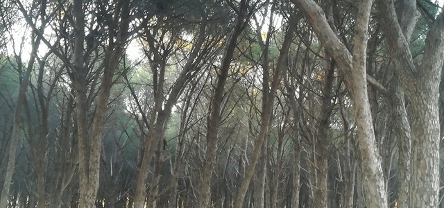 Torna "Aiutaci a proteggere la Pineta di Giovino"