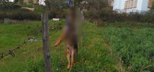 Cane trovato impiccato ad un palo nel Cosentino
