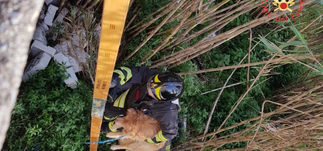 Cagnolino abbandonato nell'alveo del torrente Fiumarella, salvato dai vigili del fuoco