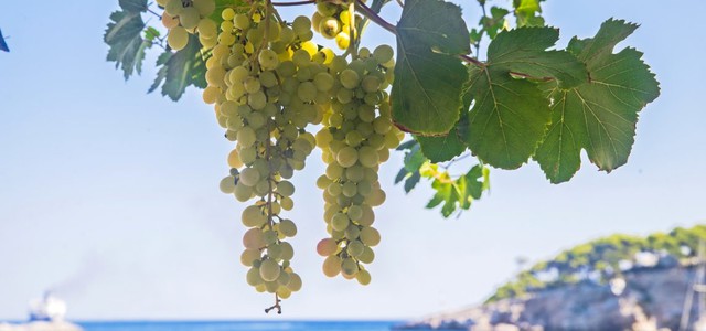 Iniziata la vendemmia per alcune bianche - Coldiretti: "Vigneti calabresi in ottimo stato"