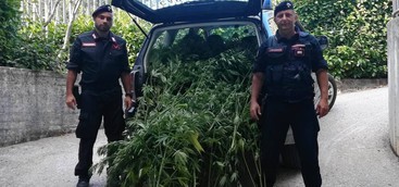 Ferragosto sicuro, controlli dei carabinieri nel Reventino: 8 denunce, trovata piantagione cannabis