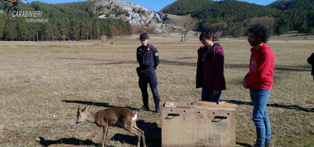 Capriolo investito e soccorso torna libero nel Parco del Pollino