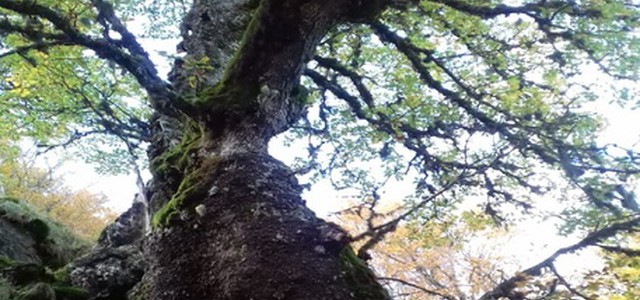 In Aspromonte una delle  cinque Querce più vecchie al mondo