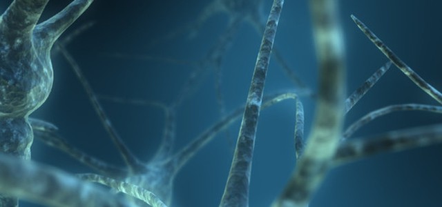 Le differenze tra maschi e femmine si 'contano' nel cervello