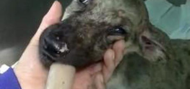 Cane gettato in fosso, prognosi riservata