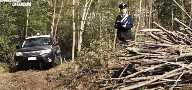 Alberi tagliati in zona sottoposta a vincolo paesaggistico, due arresti