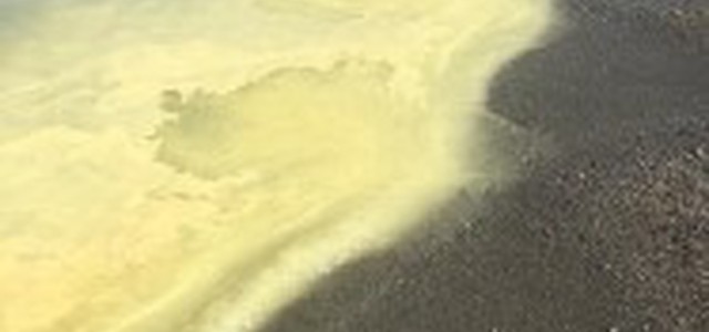 Colorazione giallastra su costa jonica è polline di pinacee