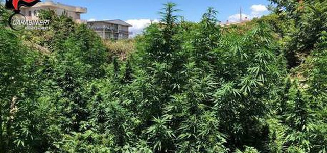 Scoperte piantagioni di droga, due arresti