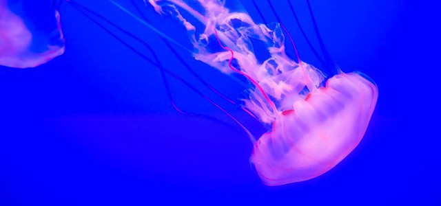L''Arca di Noè' delle specie dimenticate