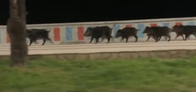 BARBERIO: PRESENZA FUORI CONTROLLO DI CINGHIALI IN CITTA’, LA REGIONE DIA RASSICURAZIONI