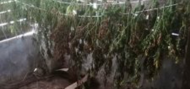 Pastore di Serrastretta sorpreso con 4 kg di marijuana