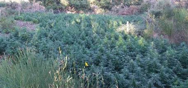 Scoperte oltre 5 mila piante droga
