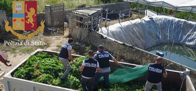 Un drone scopre una serra con 6 tonnellate di cannabis
