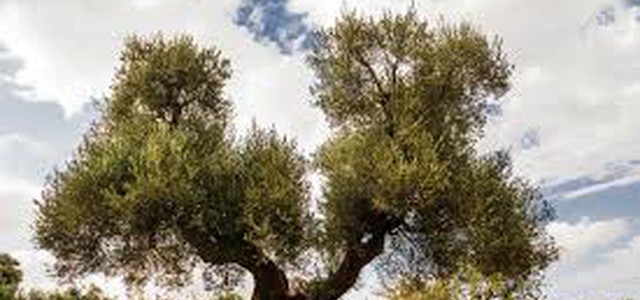 Coldiretti Calabria, è la giornata ulivi Unesco in Calabria 25milioni di piante