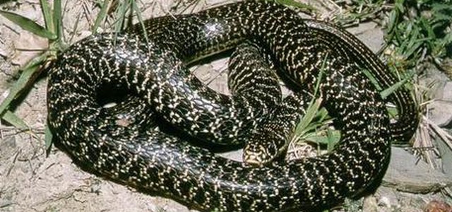Trovano serpente nel bagno di casa