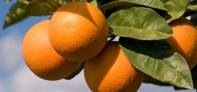 Coldiretti: "Più succo di arance nelle aranciate, si passa dal 12 al 20%"
