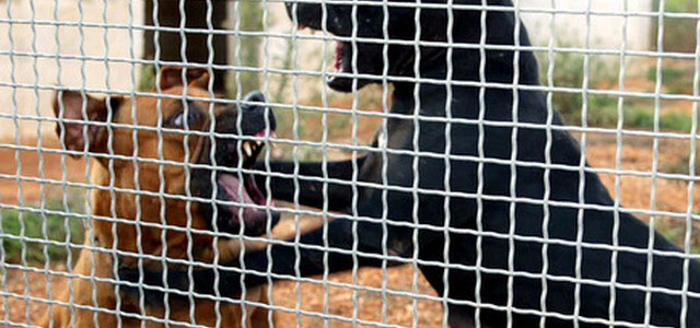 Cani addestrati per combattimenti, 7 arresti
