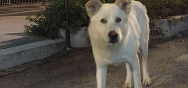 Cane seviziato e ucciso, chiesta condanna per giovani del cosentino