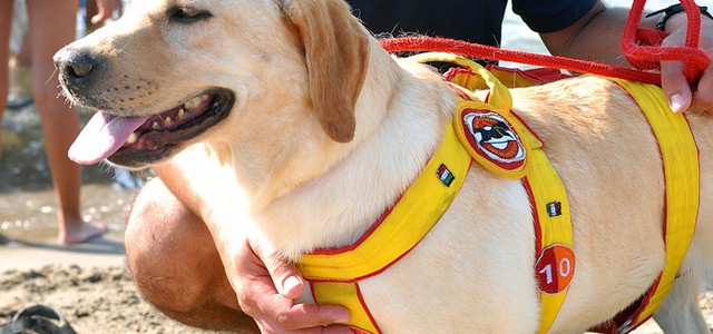 Bimba si perde in spiaggia nel Catanzarese, ritrovata dai labrador-bagnini