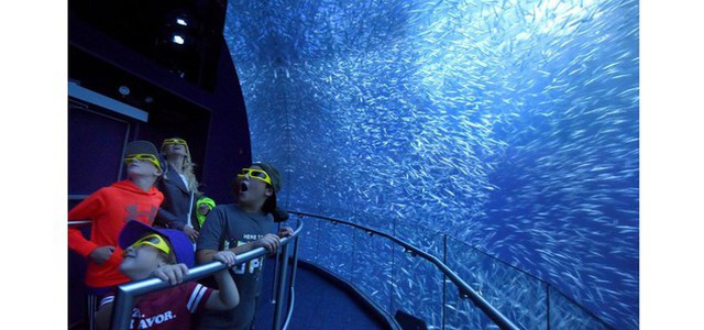 Orche marine e calamari giganti a New York esperienza negli abissi con Encounter
