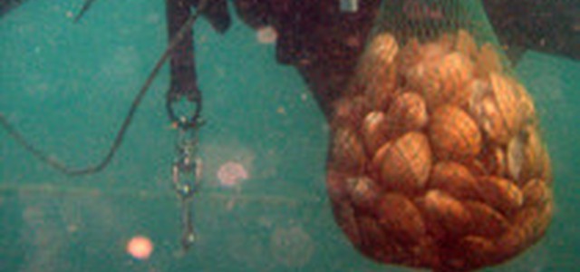 Estratti 7 kg di datteri di mare in Costa Amalfitana