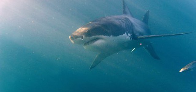 Australia: surfista caccia a pugni e calci uno squalo
