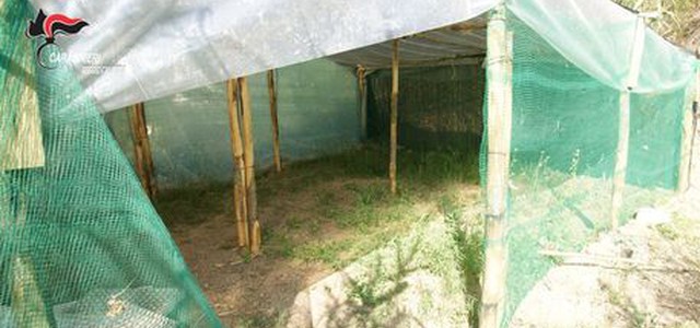 Scovate 5000 piante di canapa, erano nascoste tra fitta vegetazione
