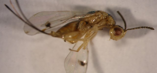 In Aspromonte il parassita che distrugge il castagno si combatte utilizzando i suoi nemici naturali