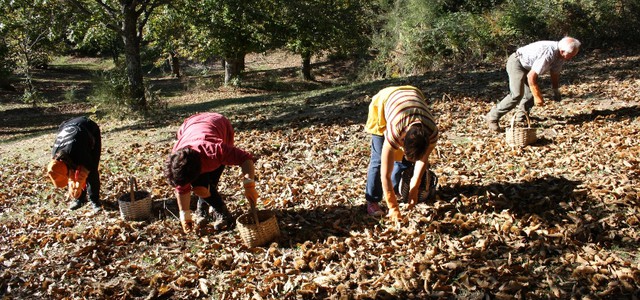 Coldiretti Calabria: sono arrivate le prime castagne, raccolto e qualità in aumento dopo gli “anni bui” del cinipide galligeno. Le testimonianze dei castanicoltori
