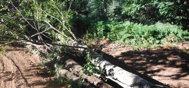 Alberi abbattuti, tre denunce