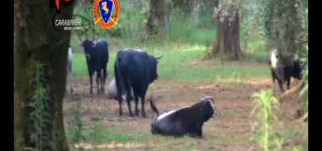 'Ndrangheta - Catturate 320 "vacche sacre" in meno di un anno