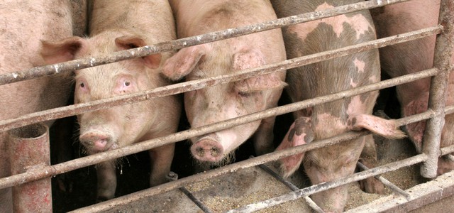 Debellato il virus dell'MVS anche in Calabria, ora l'italia è completamente indenne
