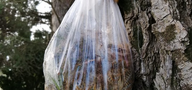 PROCESSIONARIA , AL VIA GLI INTERVENTI NELLE SCUOLE, A BREVE COMINCERANNO ANCHE QUELLI NEI PARCHI