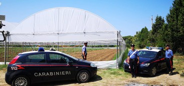 Serre con migliaia di piante di cannabis indica, un arresto