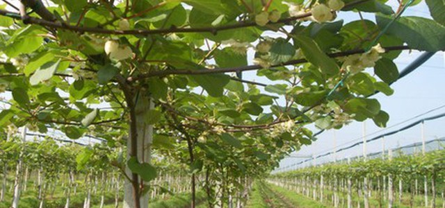 Rubate piante kiwi su terreno confiscato