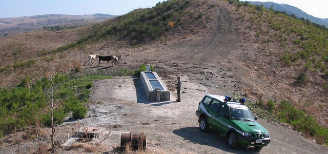 Faceva pascolare mucche nel territorio comunale, denunciato allevatore