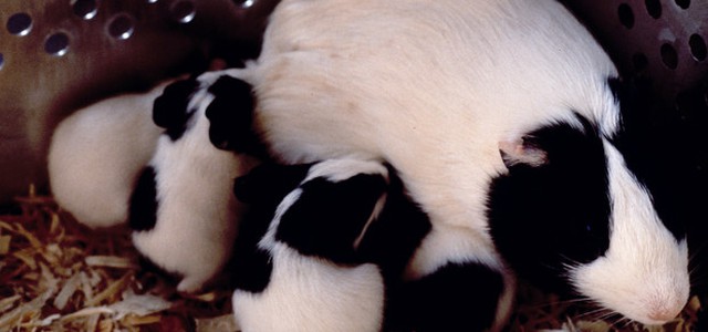 Europarlamento, divieto test cosmetici animali entro 2023