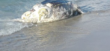 Spiaggiata rarissima Tartaruga liuto