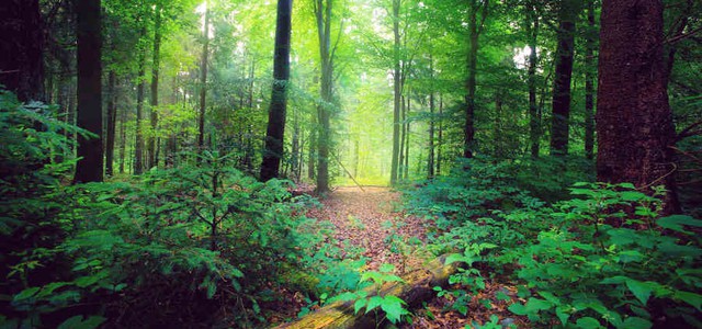 Onu: legame diretto tra pandemie, inquinamento e perdita di biodiversità