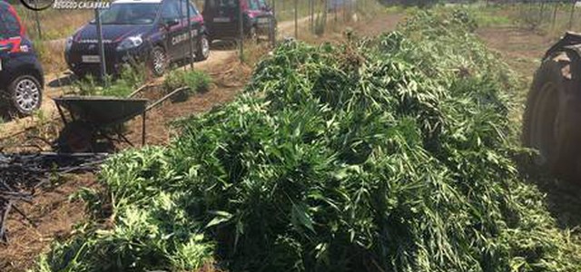 Carabinieri trovano 15 mila piante marijuana