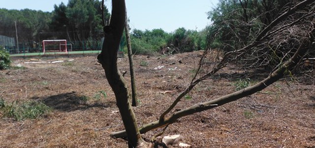 Taglio alberi per campo calcetto, denunce