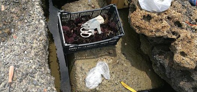 Sorpreso a pescare ricci di mare, dovrà pagare 4 mila euro di multa