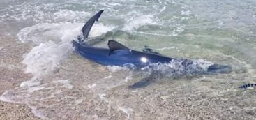 FOTONOTIZIA - Squaletto fotografato nel mare di Soverato