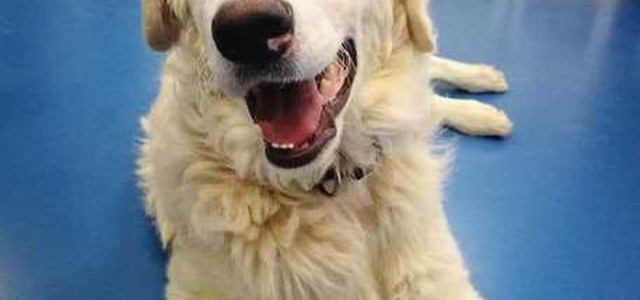 Gettato da ponte, cane Calik sta meglio