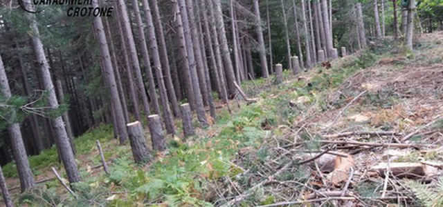 Taglio illegale di 62 alberi a Mesoraca