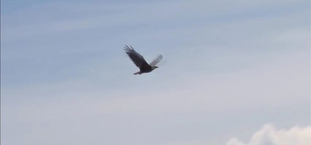 Catanzaro torna "Happy" , video dello spirito dei catanzaresi.