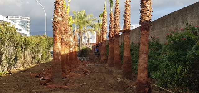 Cento alberi per l'area delle bretelle del Calopinace