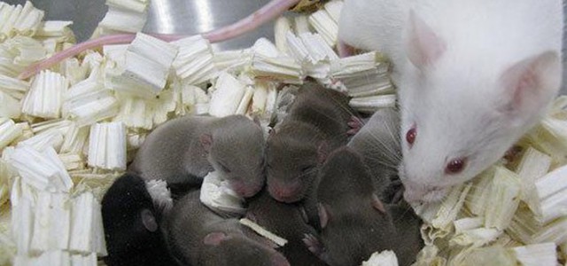 Nati i primi topi da spermatozoi 'spaziali'