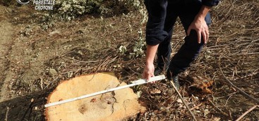 Abbattuti 11 alberi senza autorizzazione nel Crotonese, individuati presunti responsabili