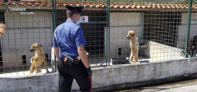 Sequestrato canile irregolare nel Reggino